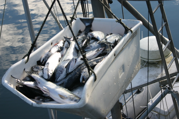Petersburg Alaska Fishing Petersburg Alaska Fishing