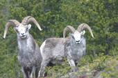 Stone Sheep along the Alaska Highway