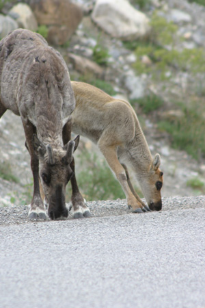 Alaska Highway Wildlife