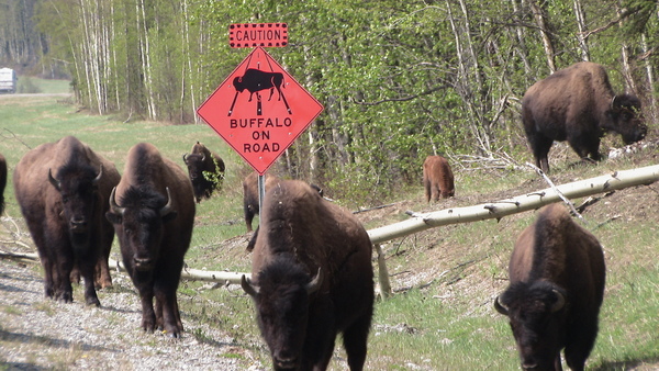 Buffalo on the Alaska Highway