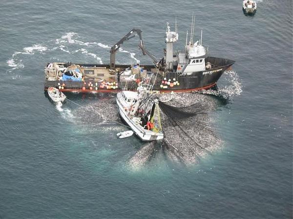 Sitka Herring Fleet Sitka Herring Fleet