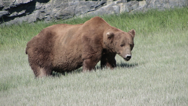 Bear Viewing Katmai National Park Alaska