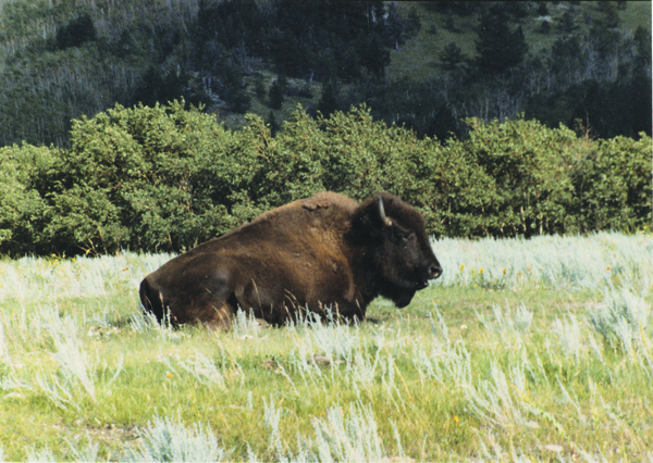 Alberta Travel Bison