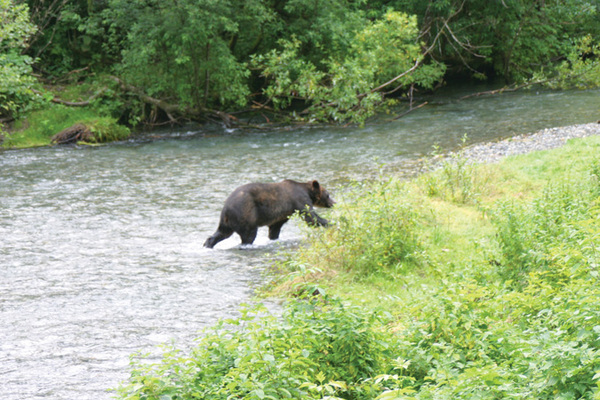 Hyder Alaska Bear Viewing