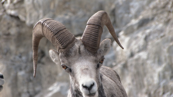 Wildlife Along the Alaska Highway