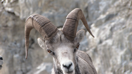 Wildlife Along the Alaska Highway