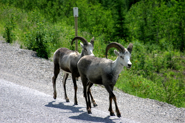 Yukon Wildlife