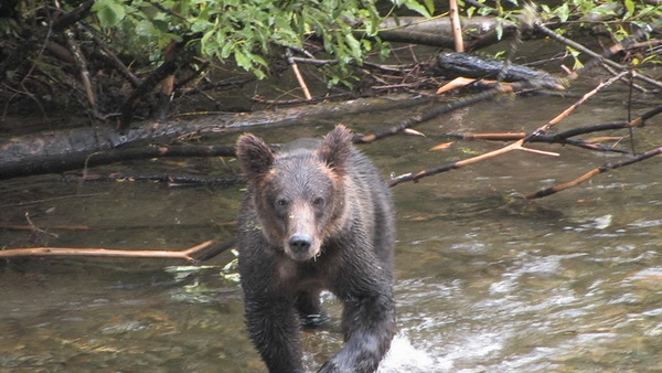 Hyder Alaska Bears Hyder Alaska Bears