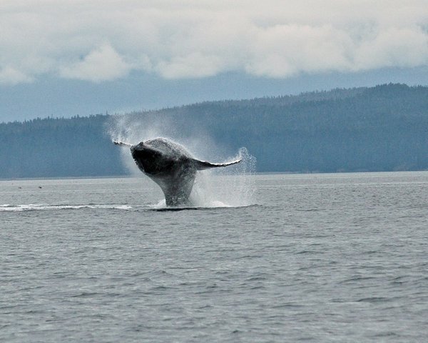 Hoonah Alaska Whale
