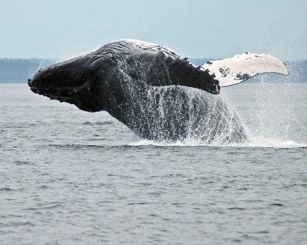 Hoohah Alaska Whale Hoohah Alaska Whale