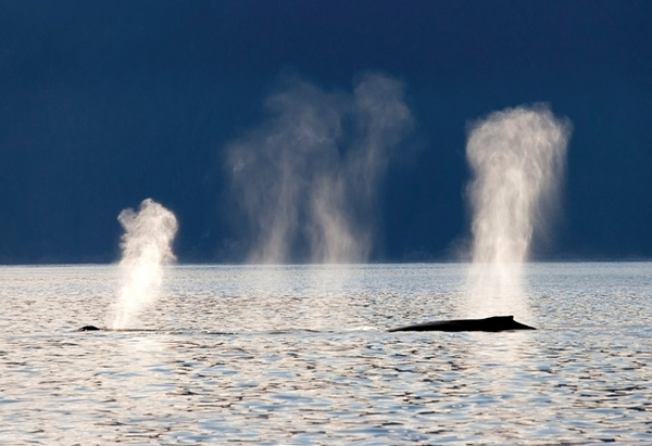 Hoohah Alaska Whales
