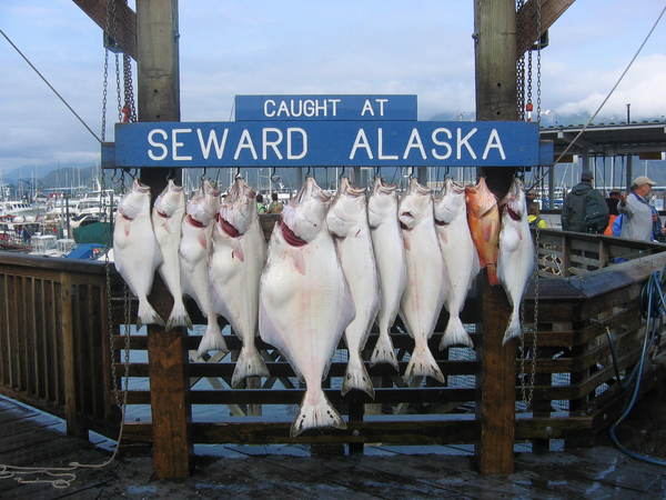 Seward Alaska Fishing Seward Alaska Fishing