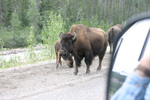 Alaska Highway Bison