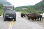 Alaska Highway Bison