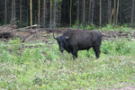 Liard Highway NWT Bison