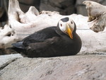 Seward Alaska Sea Bird