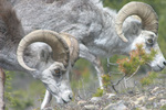 Alaska Highway Mountain Sheep