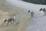 Alaska Highway Wildlife