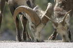 Wildlife Along the Alaska Highway