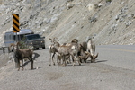 Wildlife Along the Alaska Highway