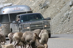 Wildlife Along the Alaska Highway