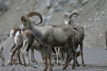 Wildlife Along the Alaska Highway