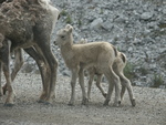 Wildlife Along the Alaska Highway