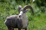 Wildlife Along the Alaska Highway