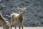 Wildlife Along the Alaska Highway