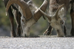 Yukon Wildlife