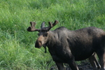 Moose Pass Alaska