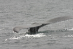 Columbia Glacier Alaska Whale
