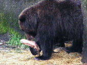 Sitka Fortress of the Bear
