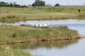 Claresholm Golf Course pelicans