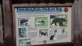 Hyder Alaska Bears