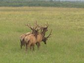 Waterton Elk Jeanne Aldrixh