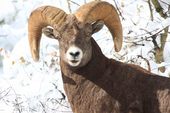 Waterton Big Horn Sheep Jeanne Aldrich