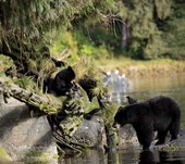 Alaska Waters AnAn Bear Wrangell