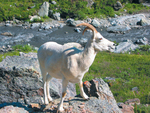 Denali National Park Alaska Mountain Goat