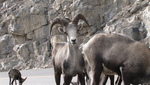 Wildlife Along the Alaska Highway