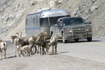 Wildlife Along the Alaska Highway