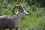 Wildlife Along the Alaska Highway