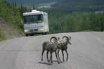 Wildlife Along the Alaska Highway