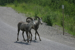 Wildlife Along the Alaska Highway