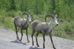 Wildlife Along the Alaska Highway