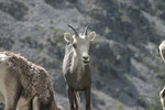 Wildlife Along the Alaska Highway