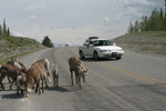 Wildlife Along the Alaska Highway