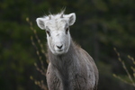 Wildlife Along the Alaska Highway