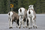 Wildlife Along the Alaska Highway