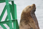 Valdez Alaska Seals